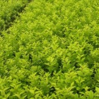 山西綠茵苗木： 金葉女貞,華山松 ,紅葉碧桃、
