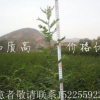 皂角樹苗