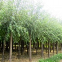 六公分的速生柳多少錢(qián)