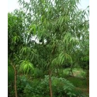 出售4-5公分山桃 蘋果樹