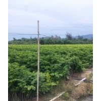 央大公司供應(yīng)200萬株正宗海南黃花梨容器苗經(jīng)銷