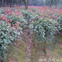 紅葉石楠，四川紅葉石楠，瀘州紅葉石楠，紅葉石楠基地
