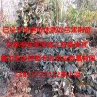 珍稀苗木巨紫荊江蘇獨家供應(yīng)巨紫荊苗基地看貨辨真?zhèn)?/></a>
<div><a href=