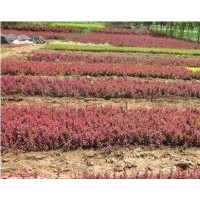 供應(yīng)紅葉小檗 紅葉小檗價格 宿遷紅葉小檗