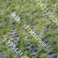 出售白皮松、華山松、大量龍柏、黃楊、紅葉石楠、大櫻桃苗、櫻花
