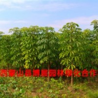 廣西蒙山縣博展園林1-3米秋楓樹苗