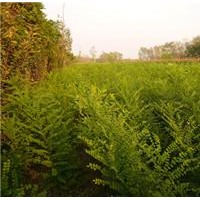 【洪運(yùn)苗圃】大規(guī)格國槐、國槐小苗大量