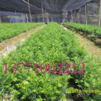 紅豆杉苗木 13771002212