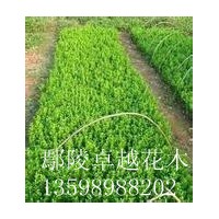 供應(yīng)：國槐、欒樹、合歡、青桐、白臘、大葉女貞、垂柳