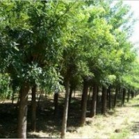 個(gè)體國槐種植基地特供國槐