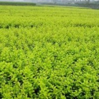 河南花木基地低價出售大量20-25公分豆瓣黃楊、大葉黃楊