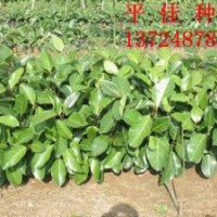 供應(yīng) 高山榕 營(yíng)養(yǎng)杯小苗首選廣州平佳綠化種苗場(chǎng) 清貨價(jià)出售