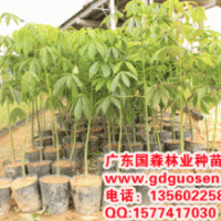 大腹木棉—大腹木棉價(jià)格_大腹木棉小苗