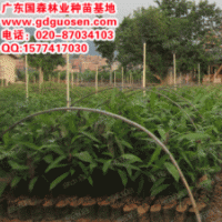 扁桃—廣西扁桃價格