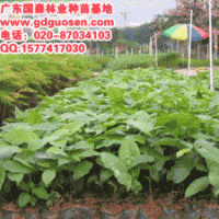 蘋婆—蘋婆價格
