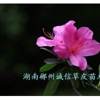 綠化苗木 工程苗 杜鵑苗 批發(fā)杜鵑小苗 自產(chǎn)自銷