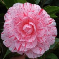 五彩刺丹 進(jìn)口名貴茶花品種 園藝花卉盆景盆栽