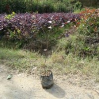 福建紅花繼木
