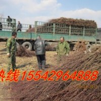 山丁子苗，櫻桃苗，櫻桃種子，臭李子苗