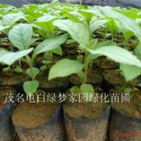 供應(yīng)“萬木之王”柚木,胭脂樹,紫柚木,脂樹小苗