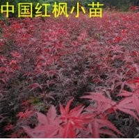 供應:紅楓/櫻花/海棠/雞爪槭一年生小苗