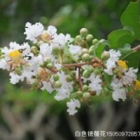白色銀薇苗批發(fā)開(kāi)白花的銀薇樹(shù)苗也叫猴刺脫樹(shù)苗無(wú)皮樹(shù)苗