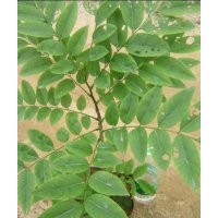 常年供應黃花梨綠化苗