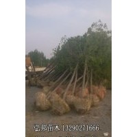 白蠟速生白蠟基地山東榆樹(shù)國(guó)槐