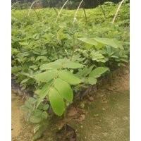 花旗木苗，花旗木樹苗，花旗木小苗，花旗木價格