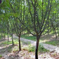 長期供應(yīng)各種規(guī)格木瓜苗，梔子苗