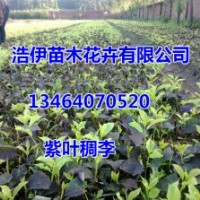 紫葉稠李