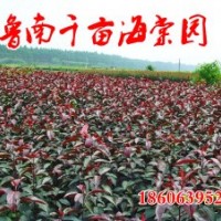 供應(yīng)北美彩葉樹種-海棠，齊魯苗木基地