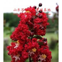 紅火箭紫薇|美國紅火箭紫薇扦插小苗“紅葉紫薇|帶營養(yǎng)土包成活