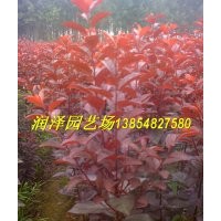 綠化樹、彩葉樹暢銷品種--紅葉李，紫葉李、太陽李