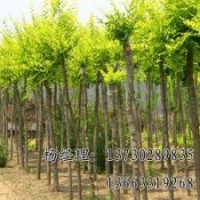 金葉榆批發(fā)供應海源廠家