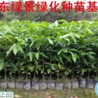 廣東沉香苗