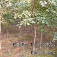 速生柳海源廠家專業(yè)供應