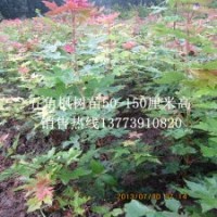 地錦槭小苗移植五角槭苗在緑化中的價(jià)值