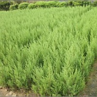 大量供應30cm___200cm高檜柏
