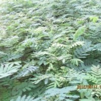 供小苗速生國(guó)槐，速生白蠟，垂柳，法桐，合歡，臭椿，黃柳