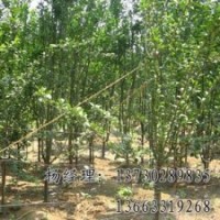 垂柳海源廠家專業(yè)批發(fā)供應
