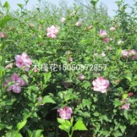 買木槿苗選來選去還是江蘇紫薇園藝質(zhì)優(yōu)價(jià)廉