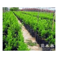 紅豆杉