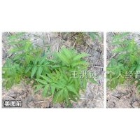 櫸樹，樸樹，雞爪槭，楊樹等等