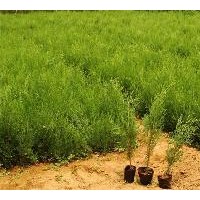國槐/白皮松/油松/華山松/五角楓/白蠟/花椒苗