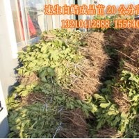濱州出售速生白蠟小苗300萬棵、惠民優(yōu)質(zhì)速生白蠟