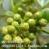急售刺槐苗 國槐苗 花椒苗 側柏苗 油松苗