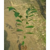 供應(yīng)沉香苗、沉香樹苗