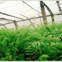 供應香椿苗，花椒苗，側(cè)柏苗，龍柏苗，北海道黃楊