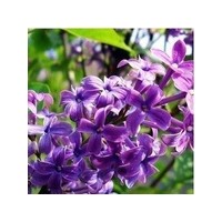 供應(yīng)丁香，薔薇，連翹，木槿